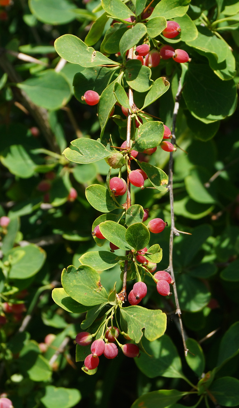 Image of Berberis sphaerocarpa specimen.