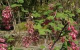 Ribes sanguineum