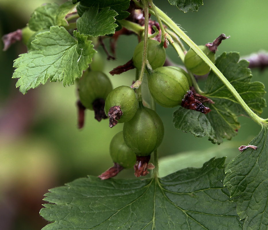 Image of Ribes &times; nidigrolaria specimen.