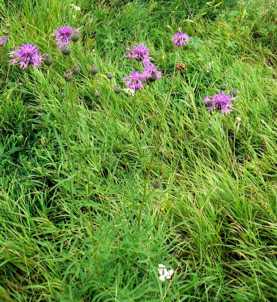 Image of Centaurea scabiosa specimen.