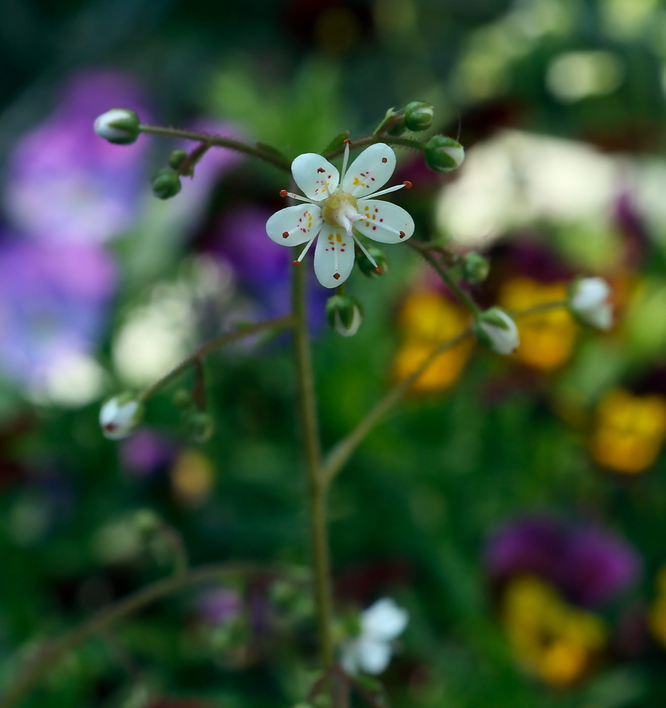 Image of Saxifraga umbrosa specimen.