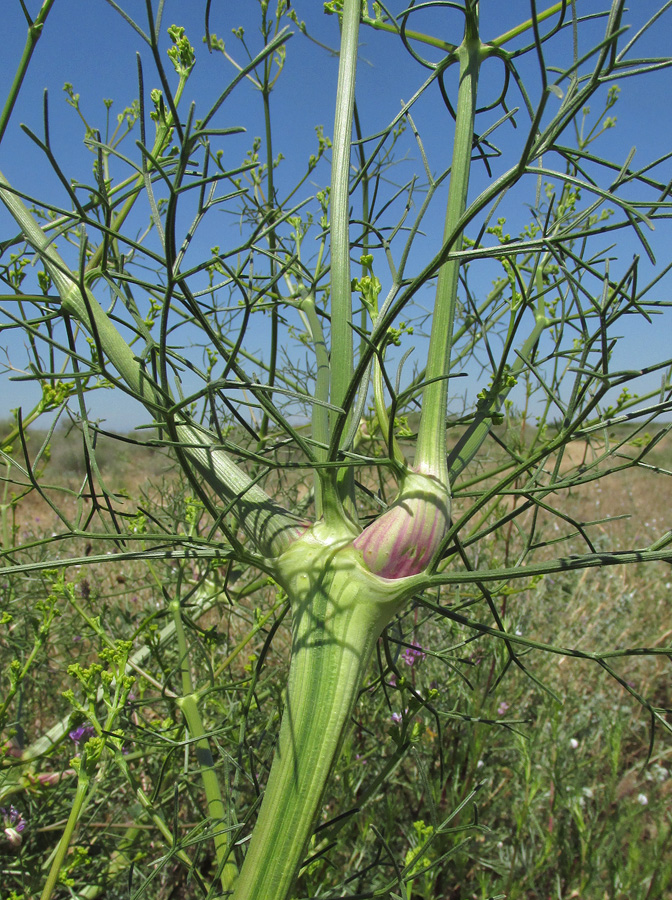 Image of Bilacunaria microcarpos specimen.