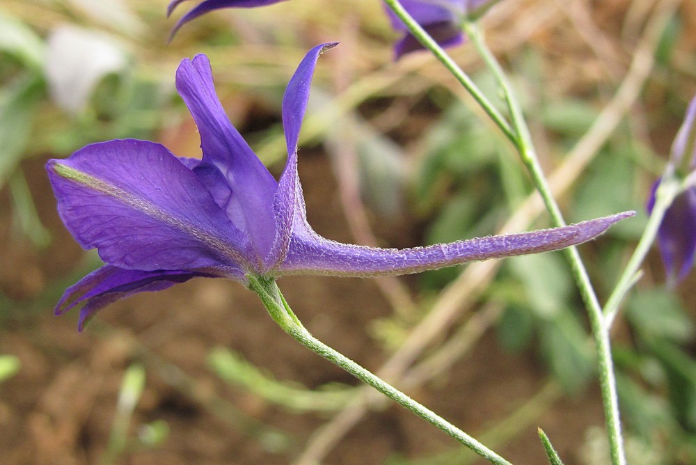 Image of Delphinium divaricatum specimen.