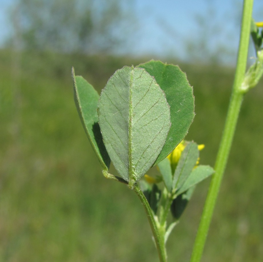 Изображение особи Melilotus indicus.