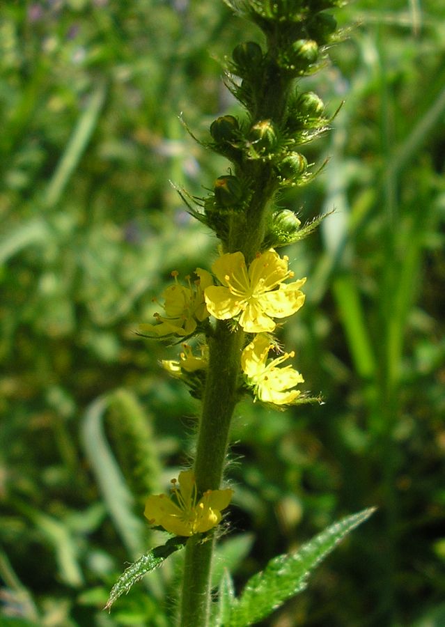 Image of Agrimonia eupatoria ssp. grandis specimen.