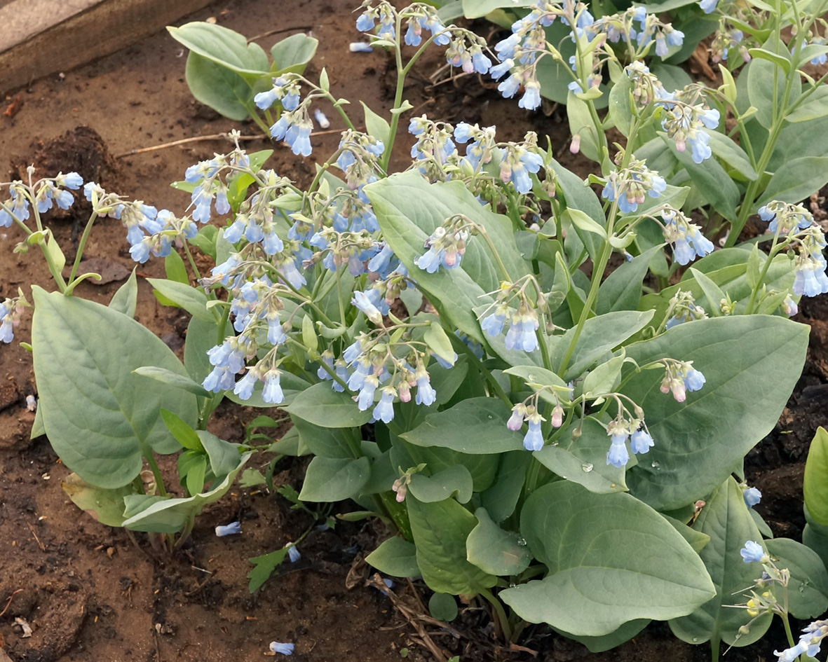 Image of Mertensia sibirica specimen.