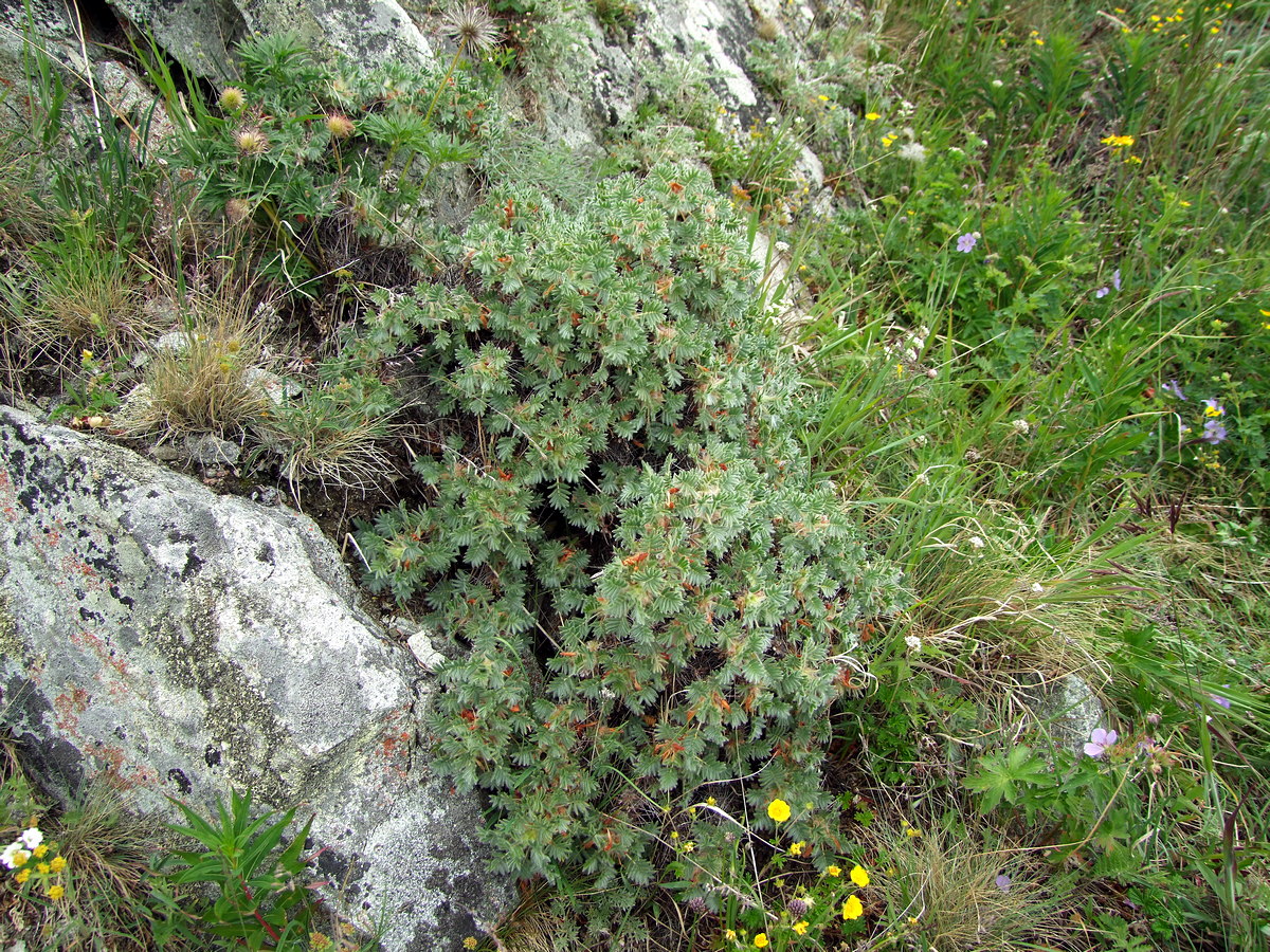 Image of Caragana jubata specimen.