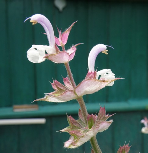 Image of Salvia sclarea specimen.