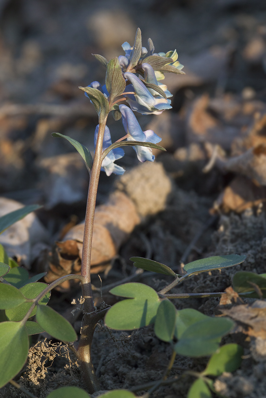 Изображение особи Corydalis ambigua.