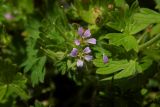 Geranium pusillum