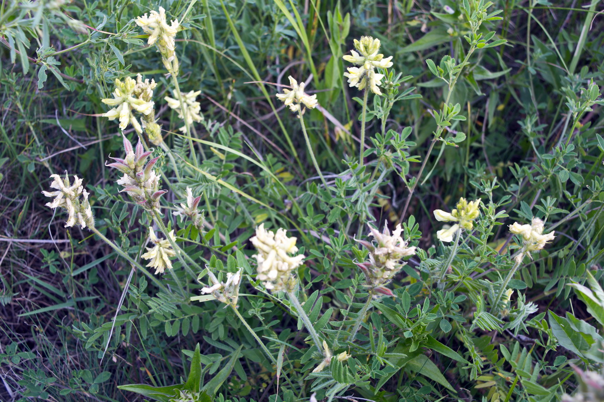 Image of Oxytropis dasypoda specimen.