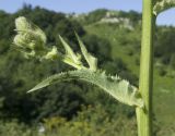 Cicerbita macrophylla. Часть стебля с листом и пазушным генеративным побегом. Краснодарский край, Апшеронский р-н, гора Черногор, ≈ 1700 м н.у.м., субальпийский луг на карсте. 06.07.2019.