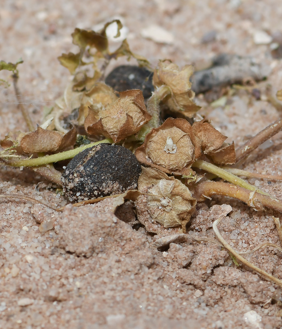 Image of Malva parviflora specimen.