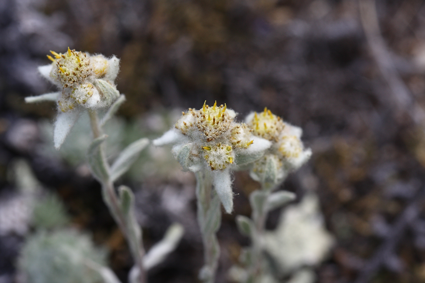 Image of genus Leontopodium specimen.