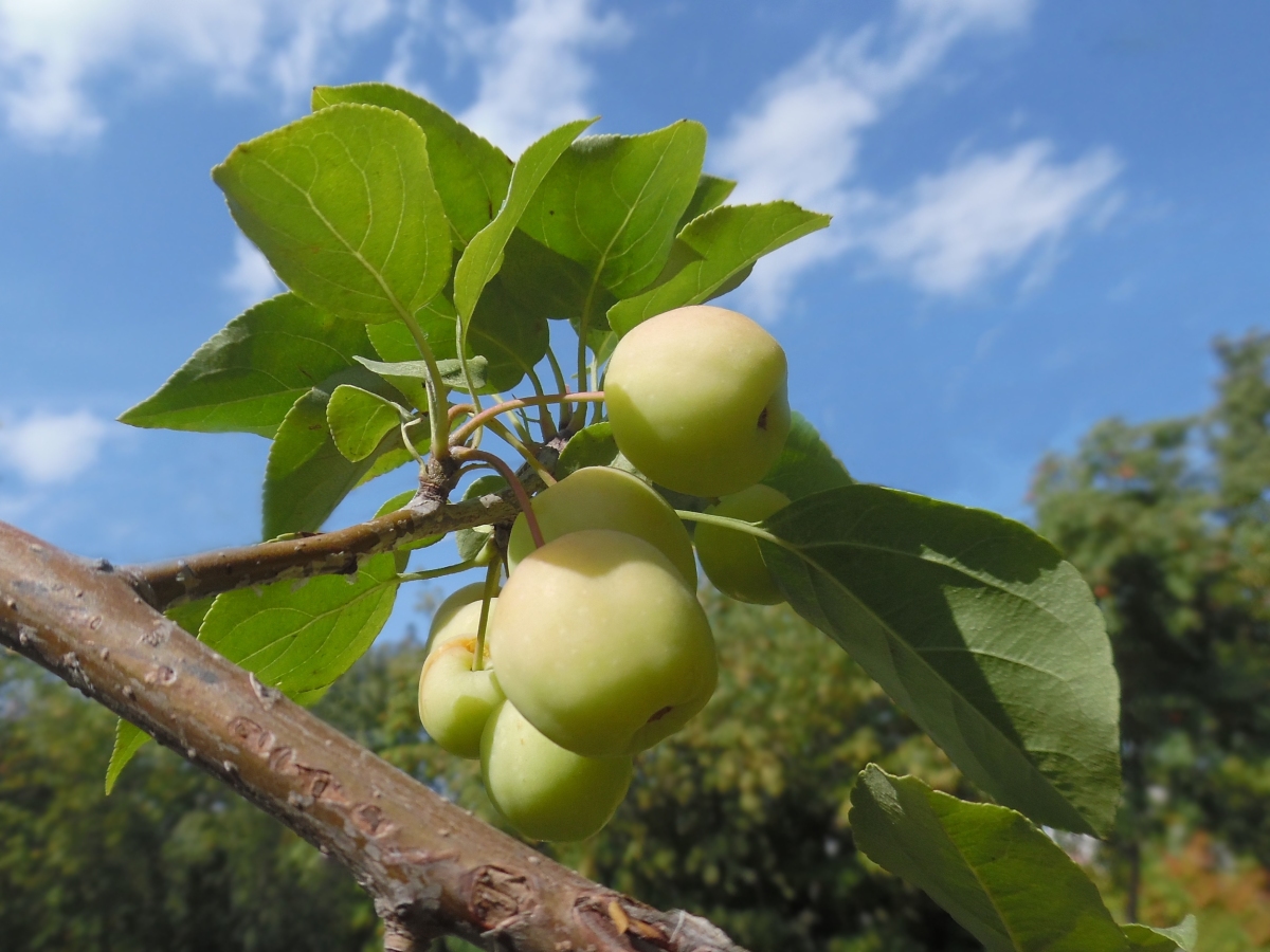 Image of Malus prunifolia specimen.