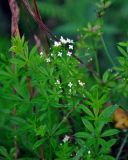 Galium rivale. Верхушка цветущего растения. Владимирская обл., Суздальский р-н, окр. с. Кидекша, заросли кустарников на берегу реки. 18.08.2019.