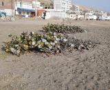 Coccoloba uvifera. Вегетирующие растения. Перу, регион La Libertad, пос. Huanchaco, пляж. 24.10.2019.