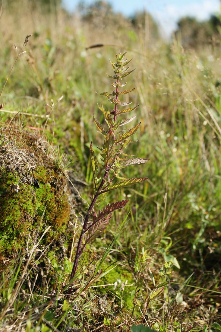 Image of Lycopus europaeus specimen.