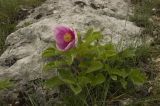 Paeonia daurica. Цветущее растение. Крым, Бахчисарайский р-н, склон горы Сююрю-Кая. Начало мая 2010 г.