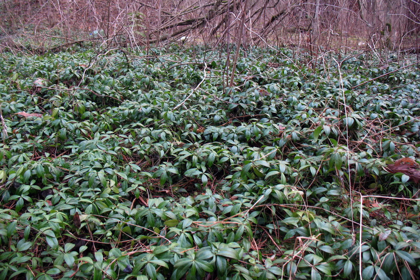 Image of Vinca minor specimen.