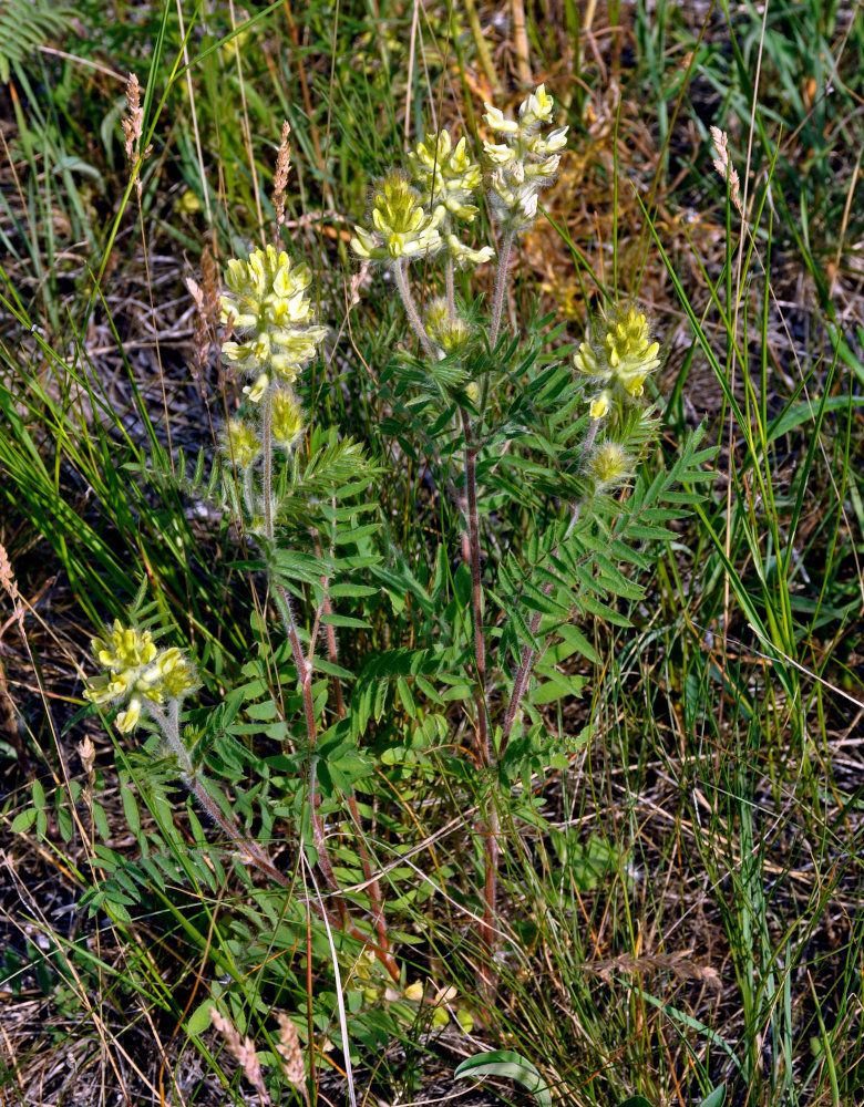 Image of Oxytropis pilosa specimen.