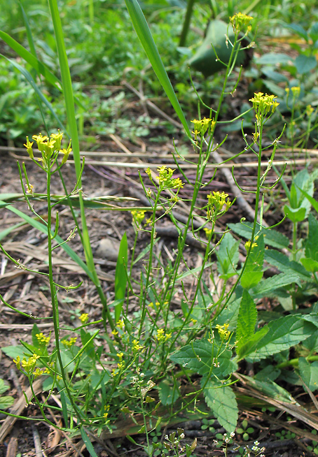 Image of Erysimum cheiranthoides specimen.