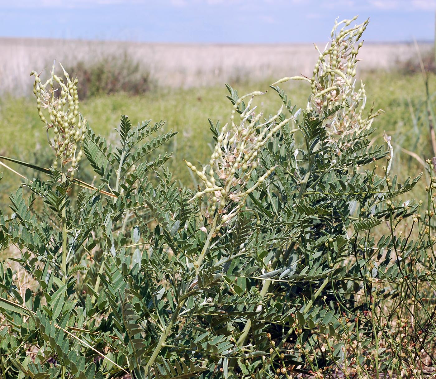 Изображение особи Pseudosophora alopecuroides.