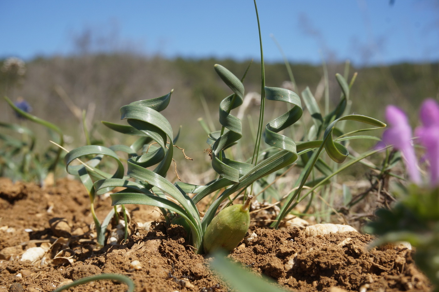 Изображение особи Sternbergia colchiciflora.