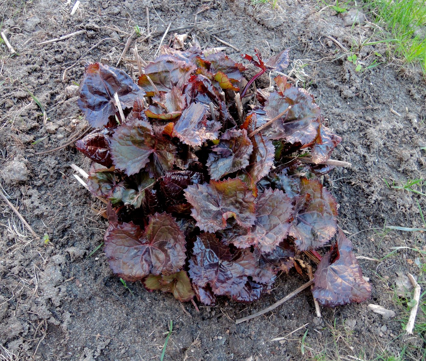 Image of Ligularia dentata specimen.