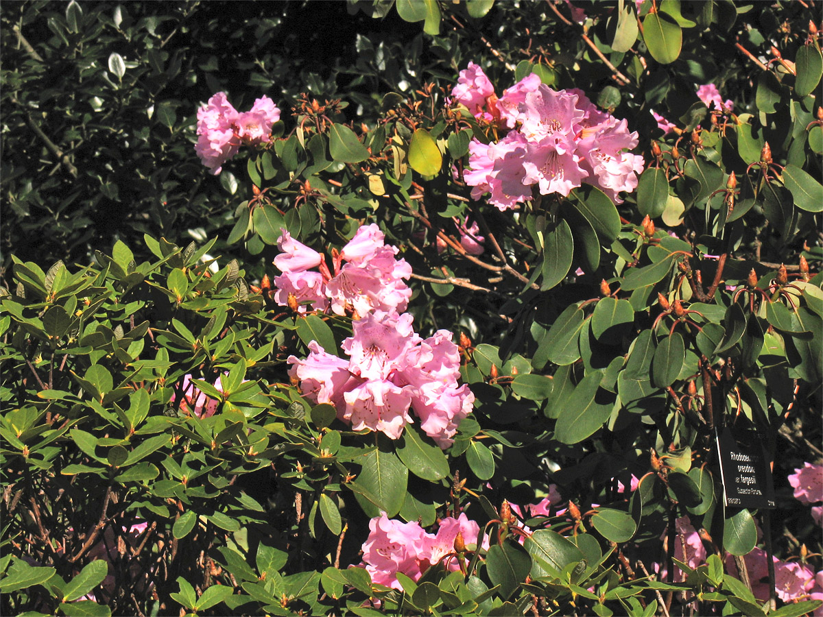 Image of Rhododendron oreodoxa var. fargesii specimen.