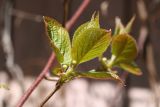 Actinidia kolomikta