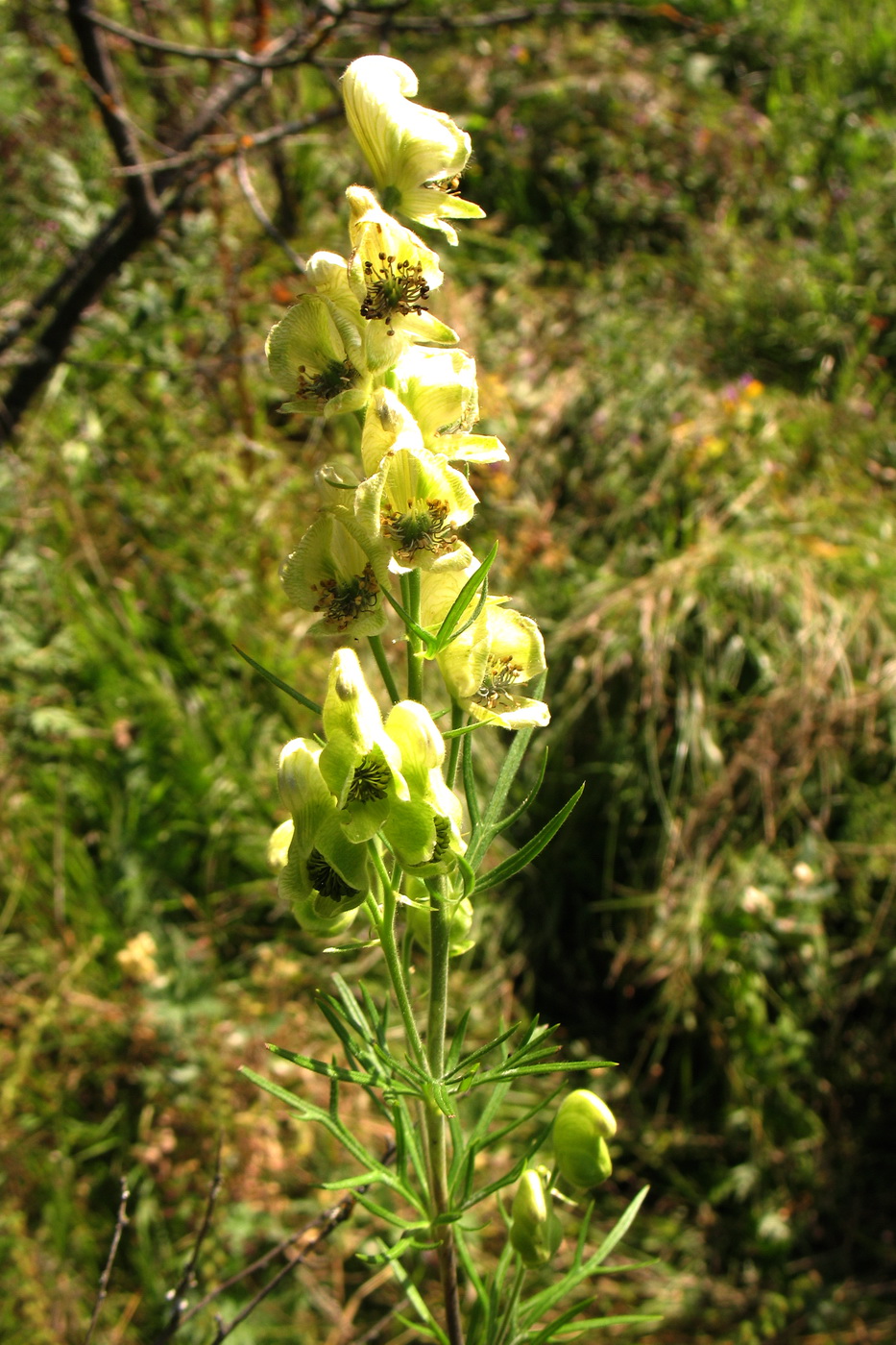 Image of Aconitum nemorosum specimen.