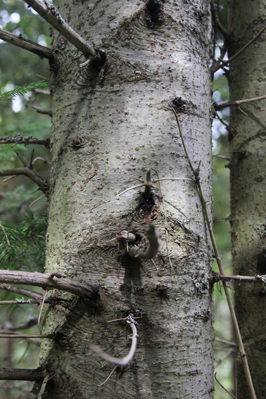 Image of Abies sibirica specimen.