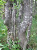 Alnus hirsuta