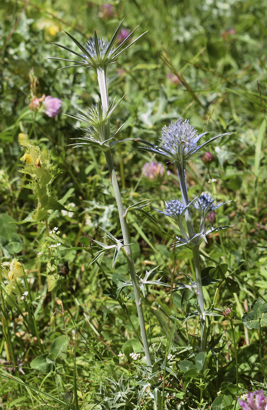 Изображение особи Eryngium bourgatii.