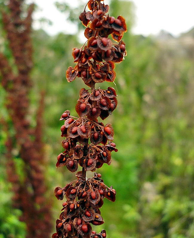 Image of Rumex crispus specimen.