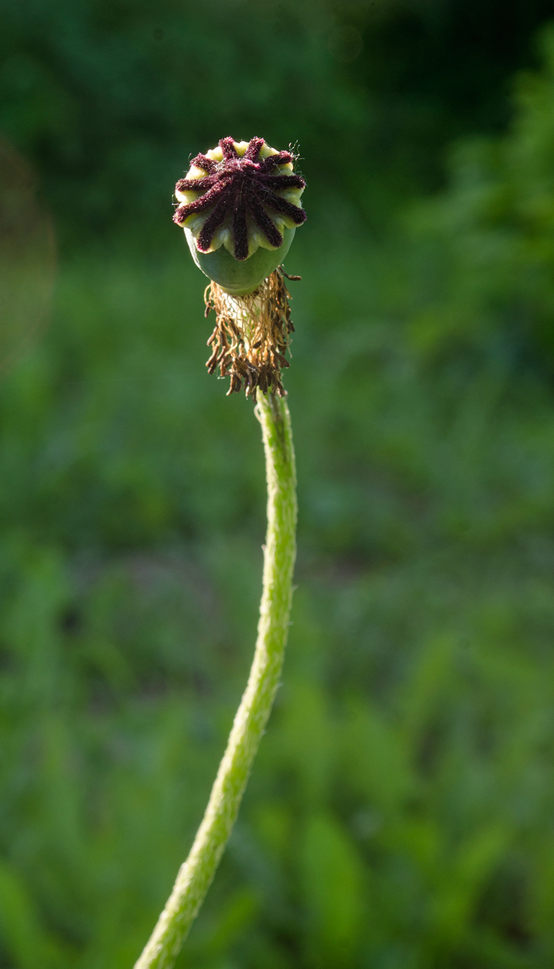 Изображение особи Papaver orientale.