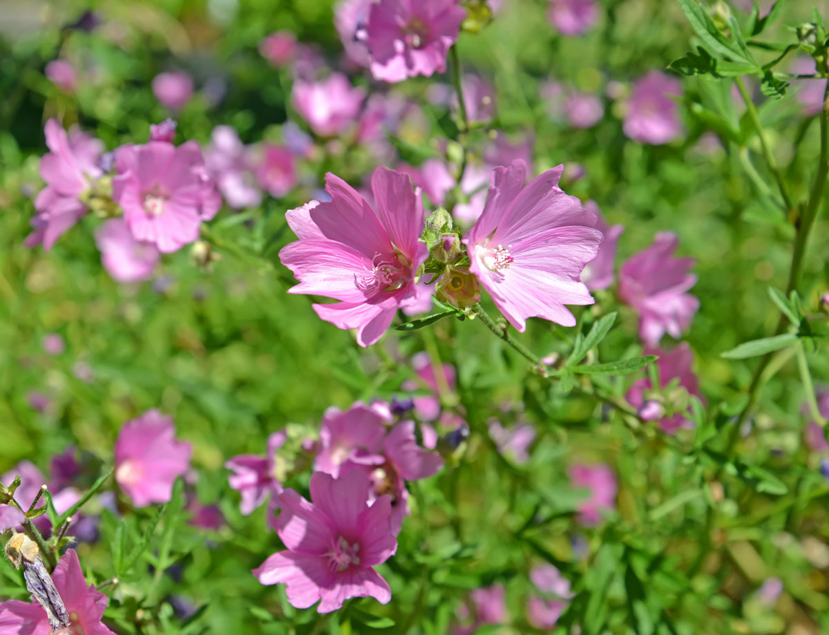 Image of Malva moschata specimen.