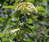 Viburnum lantana