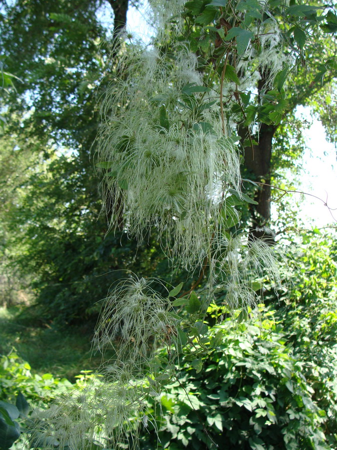 Image of Clematis orientalis specimen.