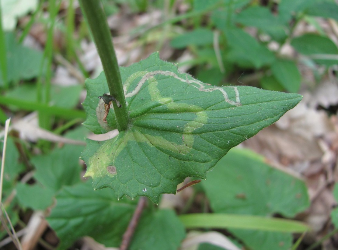 Image of Doronicum orientale specimen.