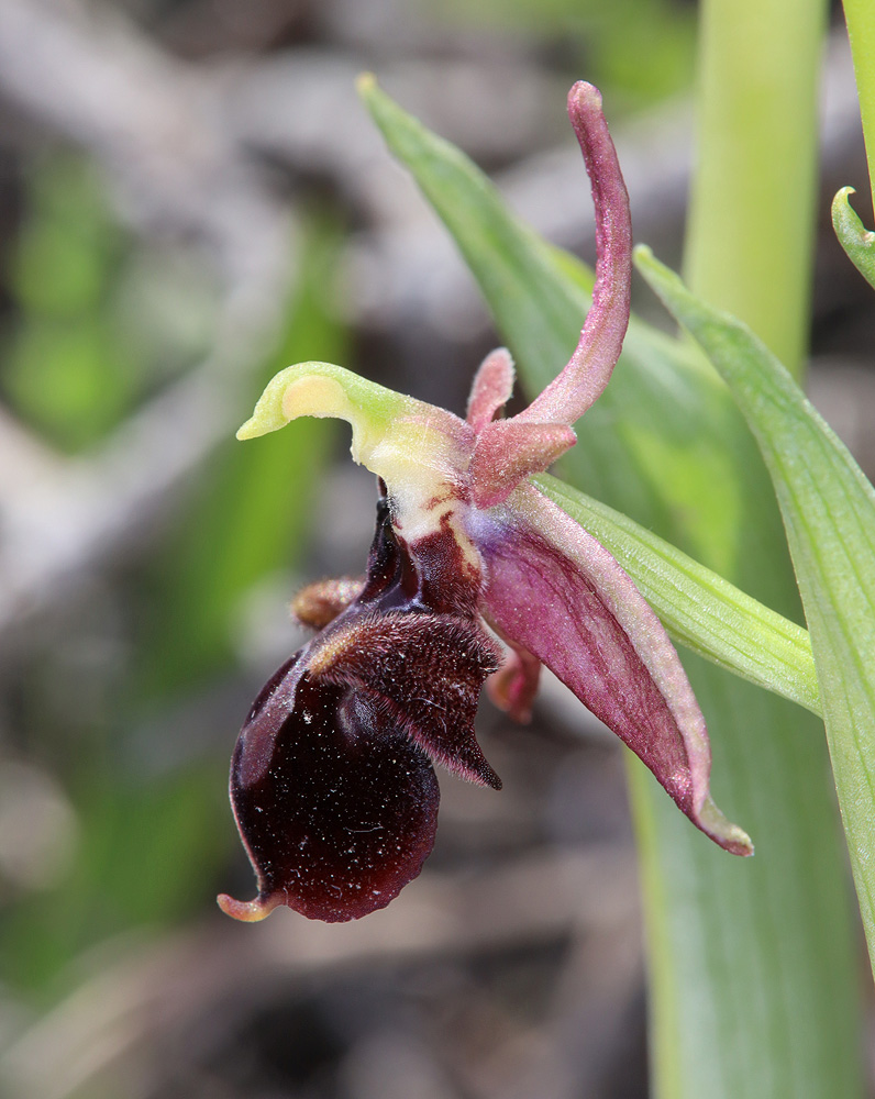 Image of Ophrys × aghemanii specimen.