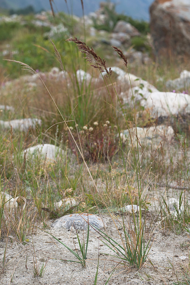 Изображение особи Calamagrostis balkharica.