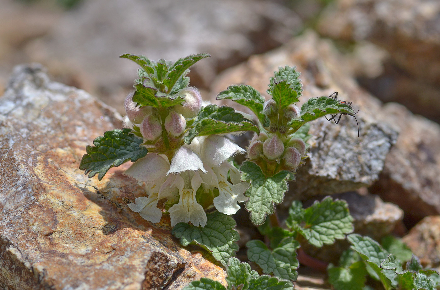 Изображение особи Lamium tomentosum.