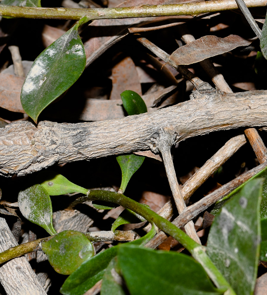 Image of genus Myoporum specimen.