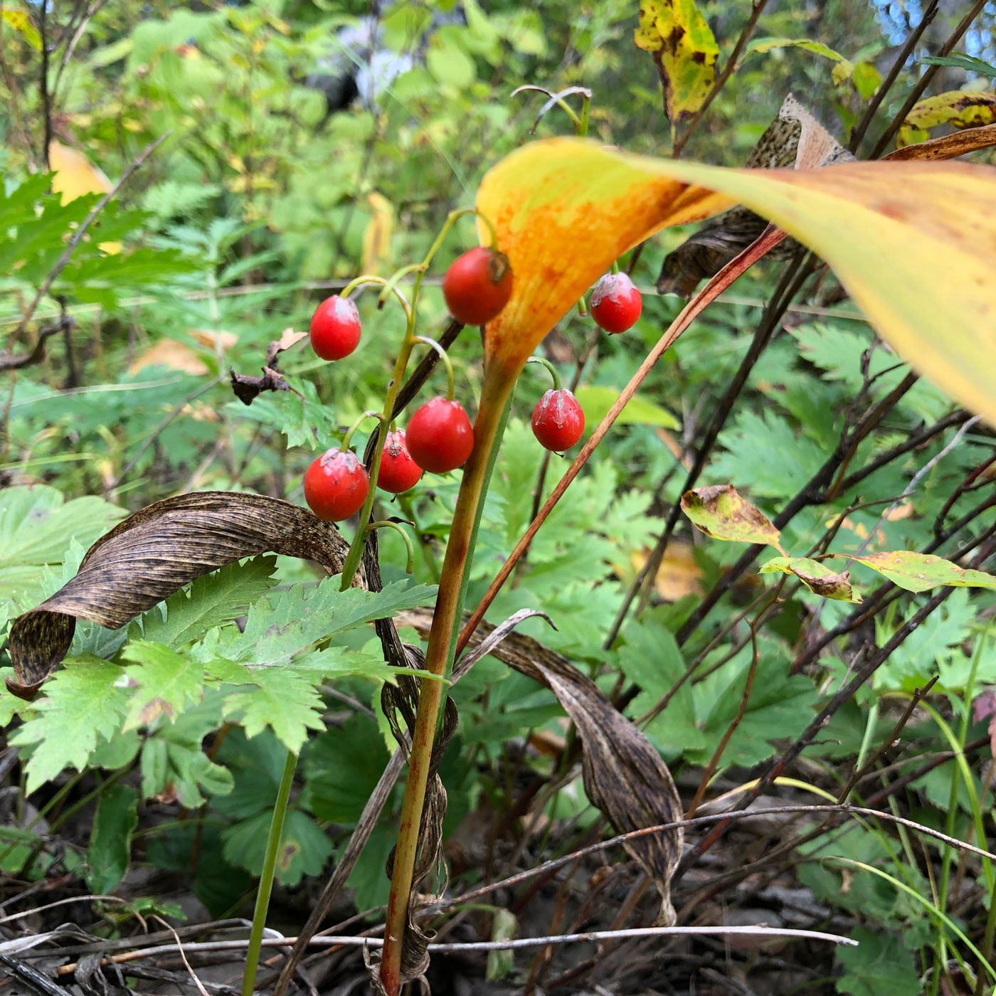 Image of Convallaria keiskei specimen.