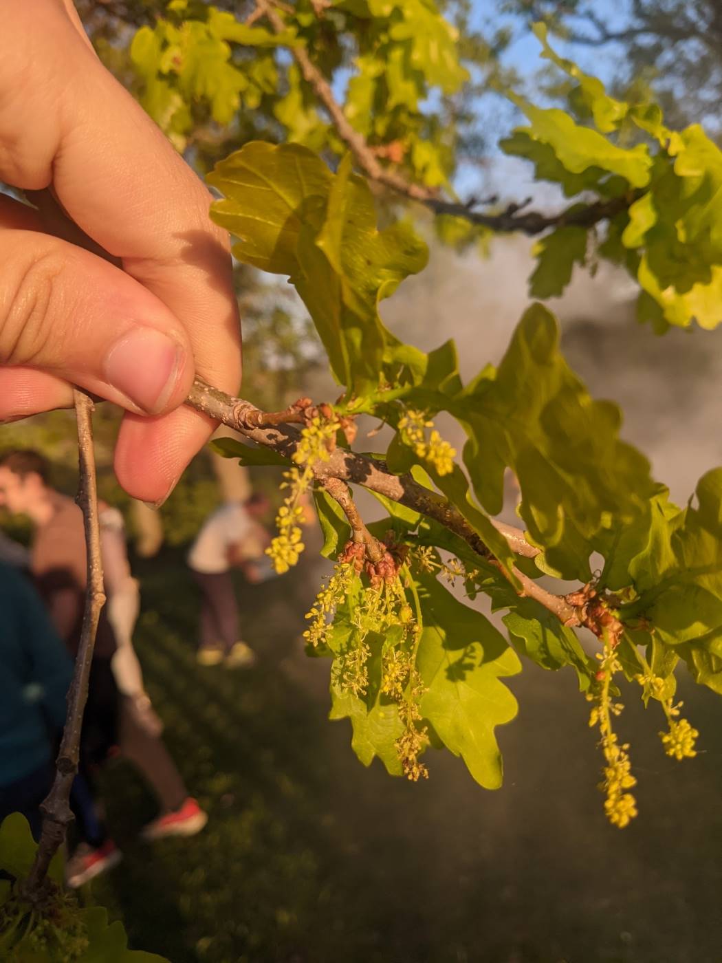 Image of Quercus robur specimen.