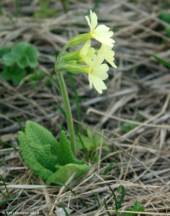 Image of Primula ruprechtii specimen.