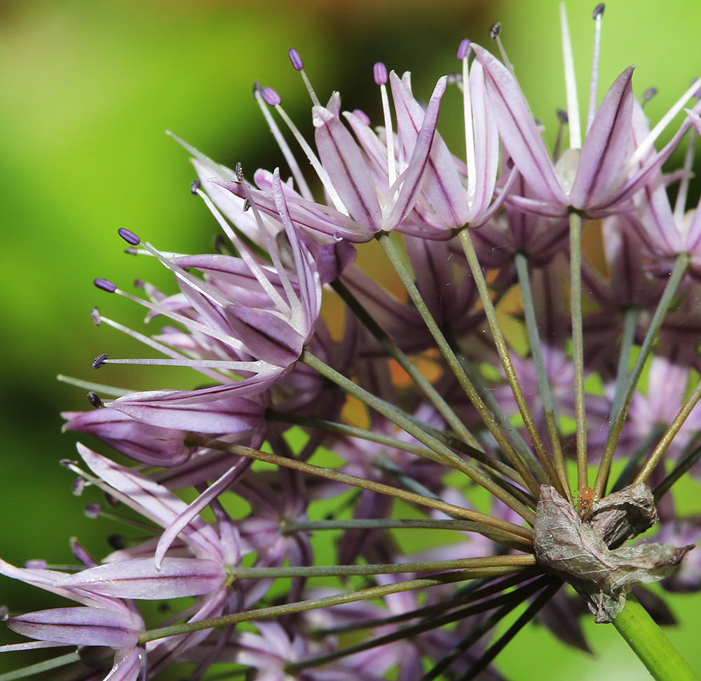 Image of Allium maximowiczii specimen.