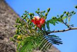 Delonix regia. Верхушка ветви с соцветиями с цветком и бутонами. Эфиопия, провинция национальностей и народов Юга, аураджа Северное Омо, национальный парк \"Mago\". 31.12.2014.